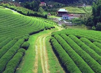 Những địa điểm không thể bỏ qua khi đi du lịch Mộc Châu Những địa điểm không thể bỏ qua khi đi du lịch Mộc Châu