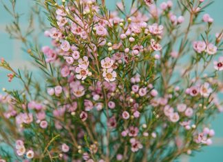 Khám phá vẻ đẹp mê mẩn du khách của hoa thanh liễu, tuyết mai Khám phá vẻ đẹp mê mẩn du khách của hoa thanh liễu, tuyết mai